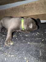Green Collar Puppy, a male German Shepherd Dog and Cane Corso for sale in Kansas City, MO – 2 of 2