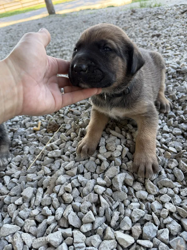 Black Collar Puppy – German Shepherd Dog, Cane Corso puppy for sale in Kansas City, MO