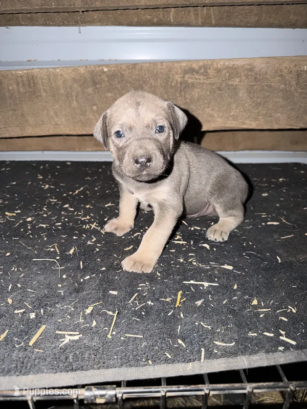 Orange Collar Boy – German Shepherd Dog, Cane Corso puppy for sale in Kansas City, MO
