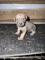 Orange Collar Boy, a male German Shepherd Dog and Cane Corso for sale in Kansas City, MO – 1 of 2