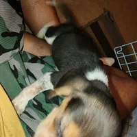 Lemon drop liter, a male Beagle for sale in Madison, NC – Photo 3 of 3