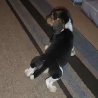 Lemon drop liter, a male Beagle for sale in Madison, NC – Photo 2 of 3