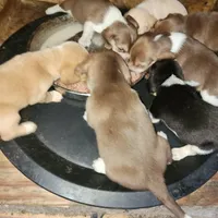 Lemon drop liter, a male Beagle for sale in Madison, NC – Photo 1 of 3