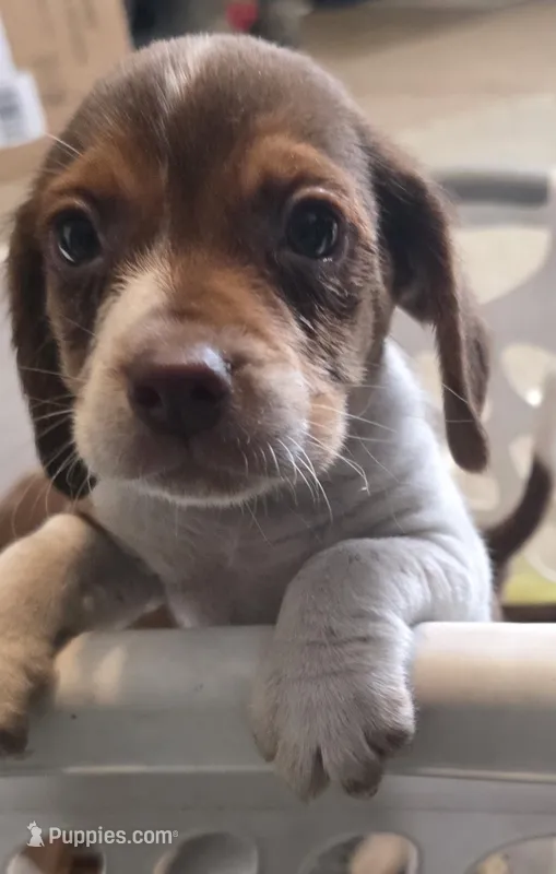 Freddy  – Beagle puppy for sale in Madison, NC