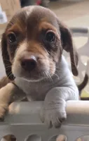 Freddy , a male Beagle for sale in Madison, NC – 1 of 2