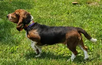 Dolly, a female Basset Hound for sale in Madison, NC – Photo 1 of 2