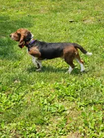 Dolly, a female Basset Hound for sale in Madison, NC – Photo 2 of 2