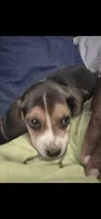 Betty , a female Beagle for sale in Madison, NC – 3 of 3