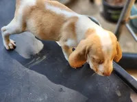 Lemon, a male Beagle for sale in Madison, NC – Photo 3 of 3