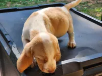 Lemon, a male Beagle for sale in Madison, NC – Photo 1 of 3