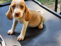 Lemon, a male Beagle for sale in Madison, NC – Photo 2 of 3