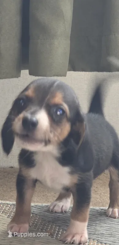 Scrappy – Beagle puppy for sale in Madison, NC
