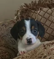 Spot, a male Beagle for sale in Madison, NC – Photo 1 of 5