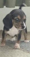 Scrappy, a male Beagle for sale in Madison, NC – 2 of 2