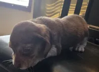 Pebbles , a female Beagle for sale in Madison, NC – 2 of 2