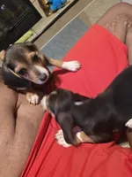 Scrappy, a male Beagle for sale in Madison, NC – 2 of 3