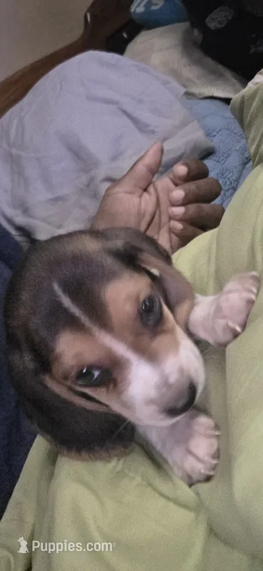 Betty  – Beagle puppy for sale in Madison, NC