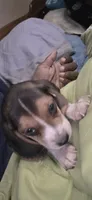 Betty , a female Beagle for sale in Madison, NC – 1 of 3