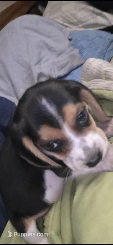 Freddy  – Beagle puppy for sale in Madison, NC