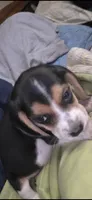 Freddy , a male Beagle for sale in Madison, NC – 1 of 3