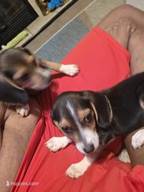 Scrappy – Beagle puppy for sale in Madison, NC