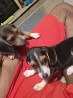 Scrappy, a male Beagle for sale in Madison, NC – 1 of 3