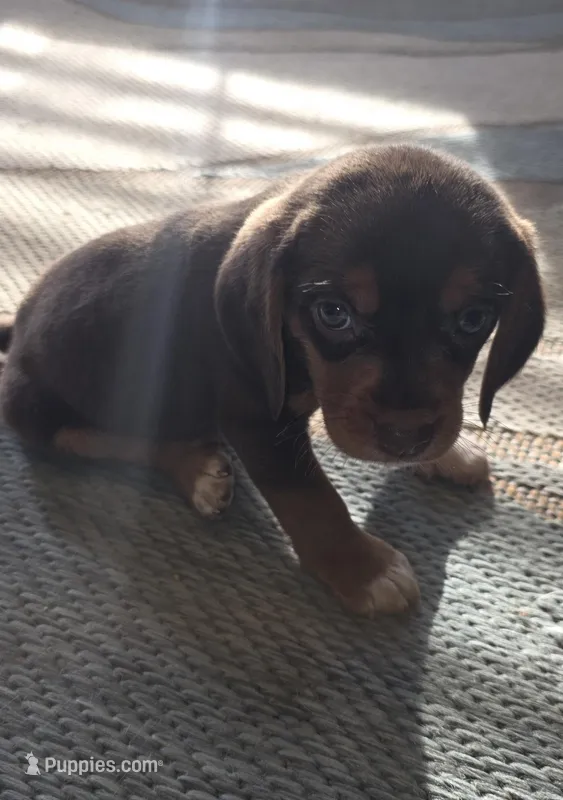 Coco – Beagle puppy for sale in Madison, NC