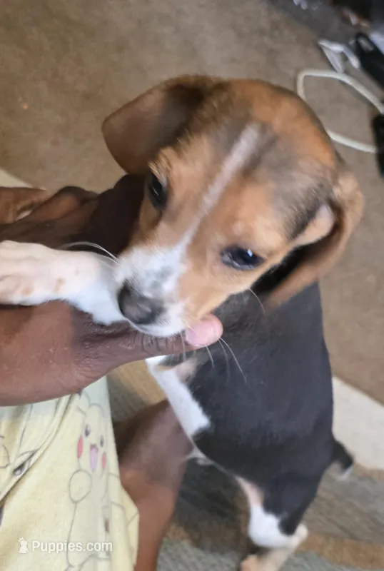 Scrappy – Beagle puppy for sale in Madison, NC