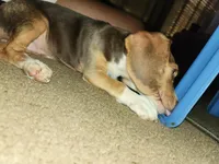 Kelly, a female Beagle for sale in Madison, NC – Photo 5 of 6