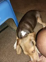 Kelly, a female Beagle for sale in Madison, NC – Photo 2 of 6