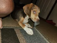 Kelly, a female Beagle for sale in Madison, NC – Photo 6 of 6