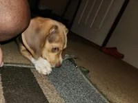 Kelly, a female Beagle for sale in Madison, NC – Photo 4 of 6