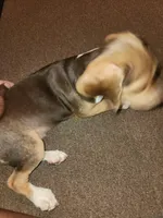 Kelly, a female Beagle for sale in Madison, NC – Photo 3 of 6