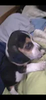 Freddy , a male Beagle for sale in Madison, NC – 2 of 3