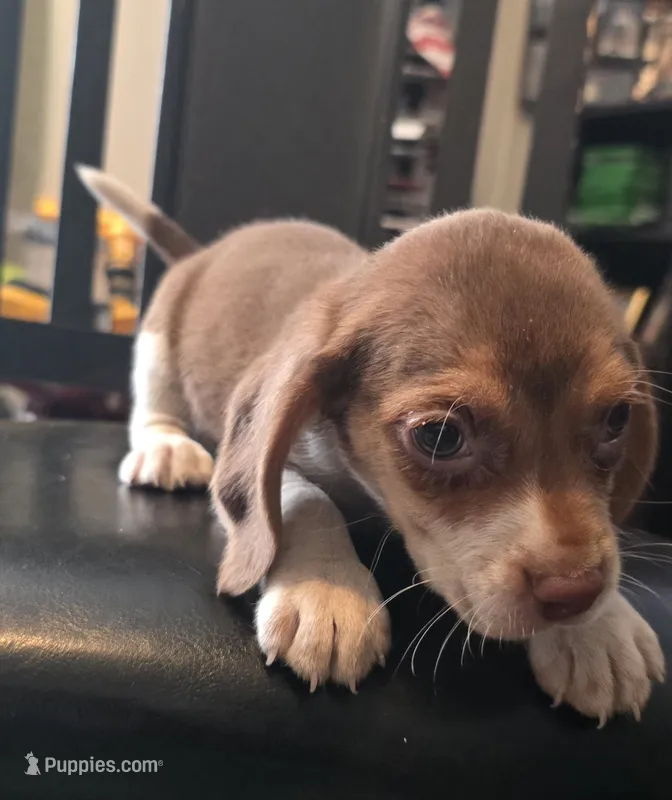 Pebbles  – Beagle puppy for sale in Madison, NC
