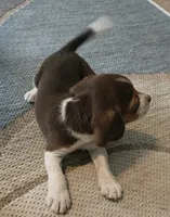 Freddy , a male Beagle for sale in Madison, NC – 2 of 2