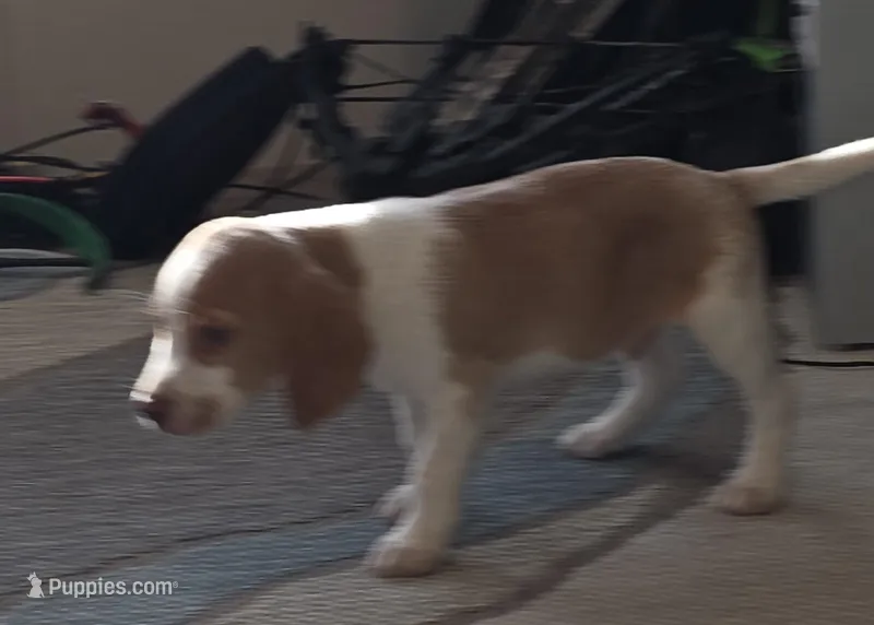 Puffy – Beagle puppy for sale in Madison, NC