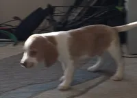 Puffy, a male Beagle for sale in Madison, NC – Photo 1 of 2