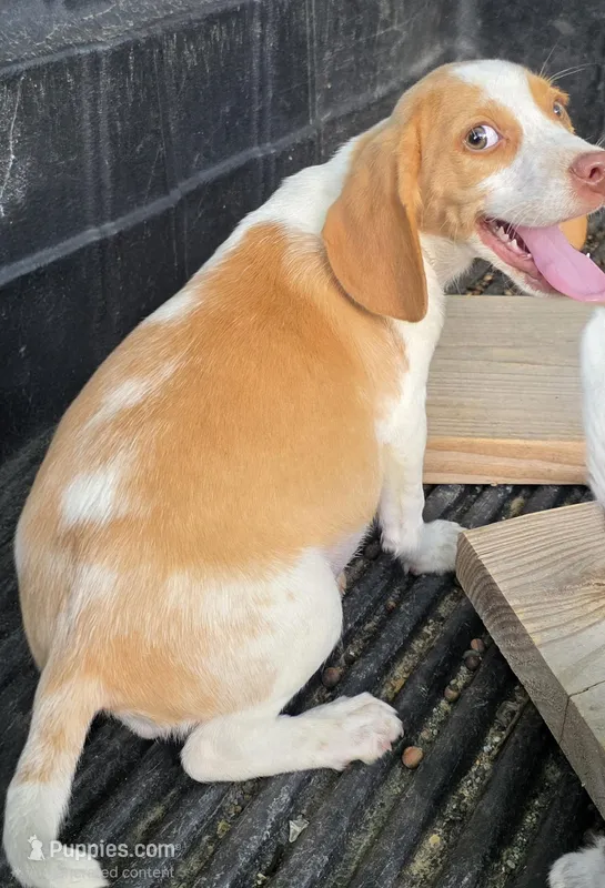 Puffy – Beagle puppy for sale in Madison, NC