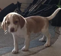 Puffy, a male Beagle for sale in Madison, NC – Photo 2 of 2