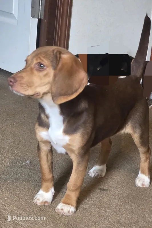 Cocco, a female Beagle for sale in Madison, NC – Photo 1 of 1