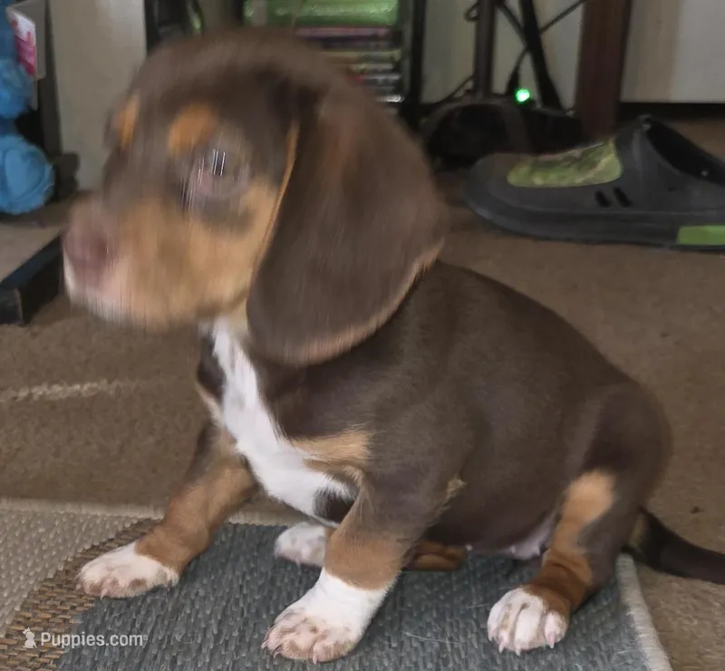 Reese – Beagle puppy for sale in Madison, NC