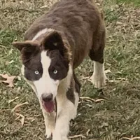 Bingo, a male Border Collie for sale in Madison, NC – Photo 1 of 3
