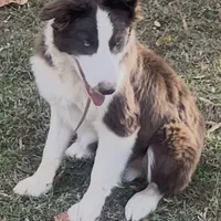 Bingo, a male Border Collie for sale in Madison, NC – Photo 3 of 3
