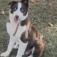 Bingo, a male Border Collie for sale in Madison, NC – Photo 2 of 3