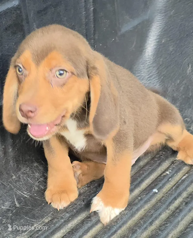 Bam bam – Beagle puppy for sale in Madison, NC