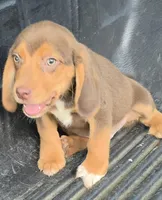 Bam bam, a male Beagle for sale in Madison, NC – Photo 1 of 3