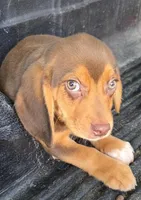 Bam bam, a male Beagle for sale in Madison, NC – Photo 2 of 3