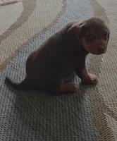 Bam bam, a male Beagle for sale in Madison, NC – Photo 3 of 3