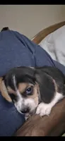 Freddy , a male Beagle for sale in Madison, NC – 3 of 3
